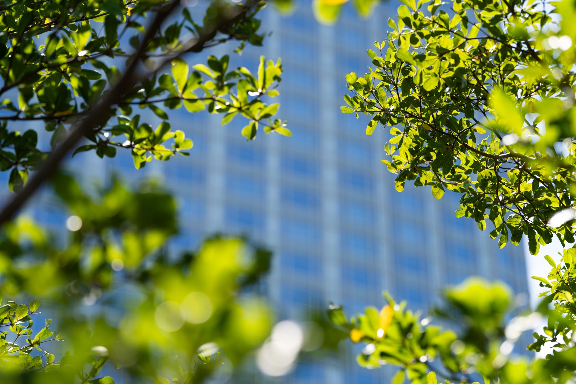 hkex carbon credits a buyer's guide
